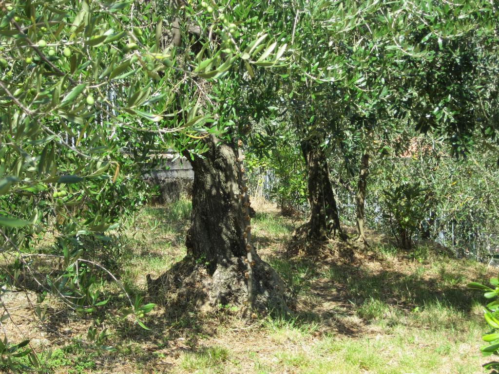 לה ספציה B&B Mare E Monti חדר תמונה